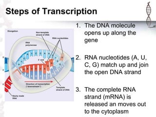 Steps of Transcription
                1. The DNA molecule
                   opens up along the
                   gene

                2. RNA nucleotides (A, U,
                   C, G) match up and join
                   the open DNA strand

                3. The complete RNA
                   strand (mRNA) is
                   released an moves out
                   to the cytoplasm
 