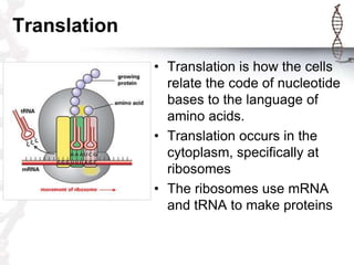 Translation
              • Translation is how the cells
                relate the code of nucleotide
                bases to the language of
                amino acids.
              • Translation occurs in the
                cytoplasm, specifically at
                ribosomes
              • The ribosomes use mRNA
                and tRNA to make proteins
 