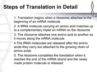 Steps of Translation in Detail
    1. Translation begins when a ribosome attaches to the
    beginning of an mRNA molecule
    2. A tRNA molecule carrying an amino acid matches up
    to a complementary triplet on mRNA on the ribosome
    3. The ribosome attaches one amino acid to another as
    it moves along the mRNA molecule
    4.The tRNA molecules are released after the amino
    acids they carry are attached to the growing chain of
    amino acids
    5. The ribosome completes the translation when it
    reaches the end of the mRNA strand and the newly
    made protein molecule is released
 