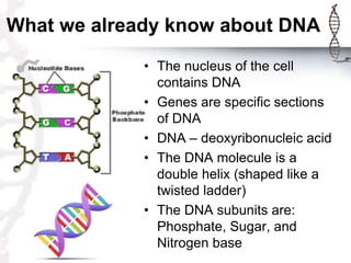 What we already know about DNA
             • The nucleus of the cell
               contains DNA
             • Genes are specific sections
               of DNA
             • DNA – deoxyribonucleic acid
             • The DNA molecule is a
               double helix (shaped like a
               twisted ladder)
             • The DNA subunits are:
               Phosphate, Sugar, and
               Nitrogen base
 