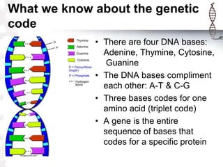 What we know about the genetic
code
             • There are four DNA bases:
               Adenine, Thymine, Cytosine,
                Guanine
             • The DNA bases compliment
               each other: A-T & C-G
             • Three bases codes for one
               amino acid (triplet code)
             • A gene is the entire
               sequence of bases that
               codes for a specific protein
 