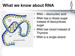 What we know about RNA
             • RNA – ribonucleic acid
             • RNA has a ribose sugar
               instead of deoxyribose
               sugar
             • RNA has Uracil instead of
               Thymine
             • RNA is a single strand
 