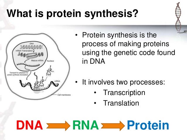 describe the process of protein synthesis 1 transcription: dna is too large to leave the nucleus so the protein code it contains must leave the nucleus a process called transcription form a. describe the process of protein synthesis 1 transcription: dna is too large to leave the nucleus so the protein code it contains must leave the nucleus a process called transcription form a.