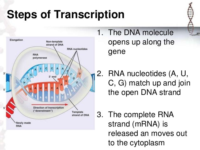 steps in protein synthesis