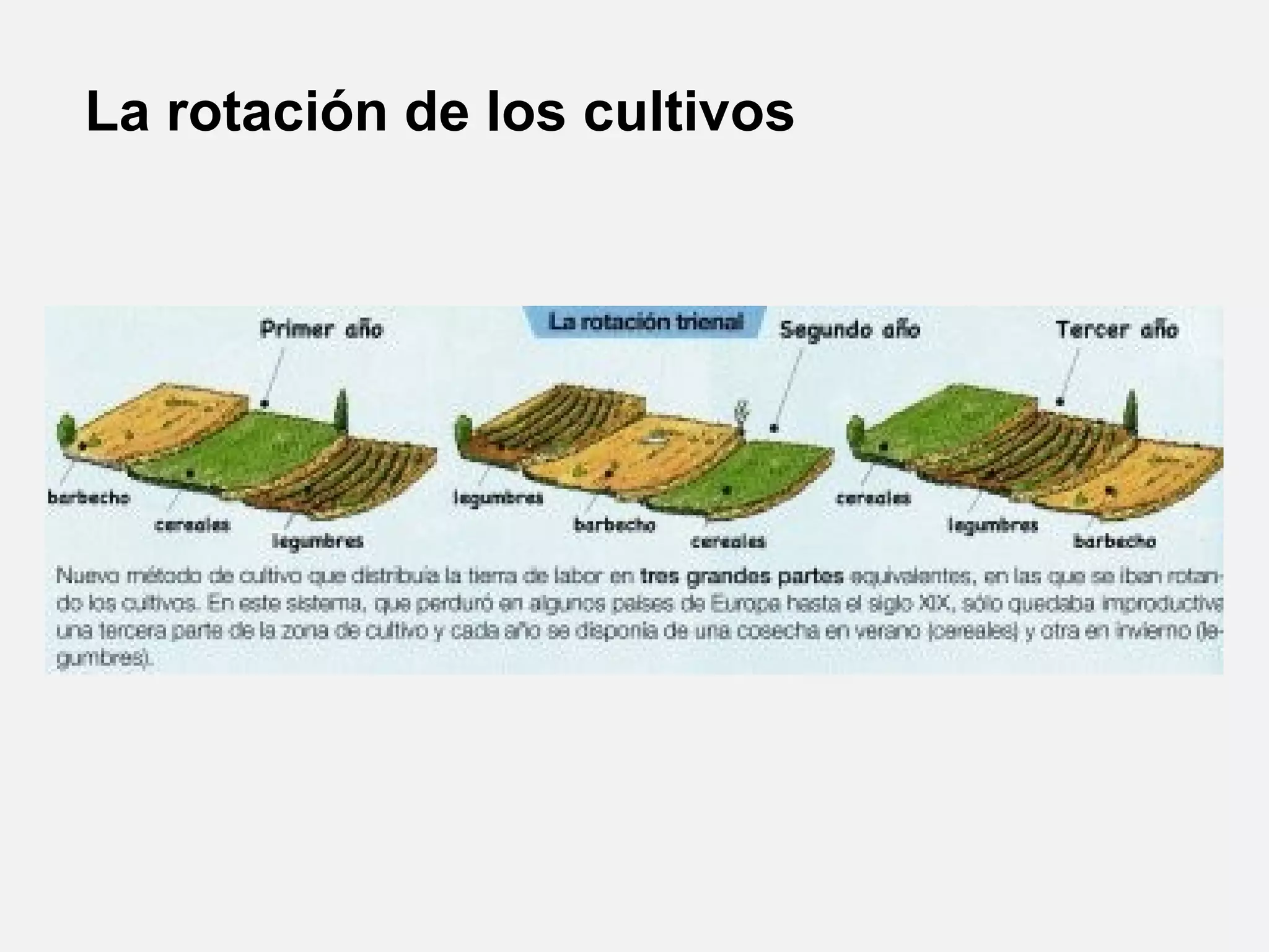 La rotación de los cultivos

 
