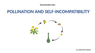 DEMOnstration POLLINATION in plants.pptx