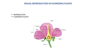 DEMOnstration POLLINATION in plants.pptx