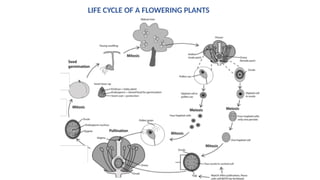 DEMOnstration POLLINATION in plants.pptx