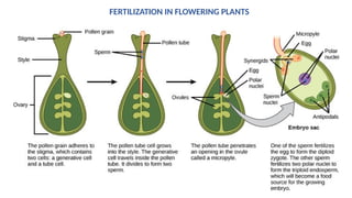 DEMOnstration POLLINATION in plants.pptx