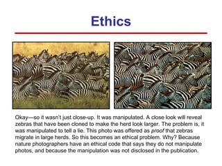 Ethics Okay—so it wasn’t just close-up. It was manipulated. A close look will reveal zebras that have been cloned to make the herd look larger. The problem is, it was manipulated to tell a lie. This photo was offered as  proof  that zebras migrate in large herds. So this becomes an ethical problem. Why? Because nature photographers have an ethical code that says they do not manipulate photos, and because the manipulation was not disclosed in the publication. 