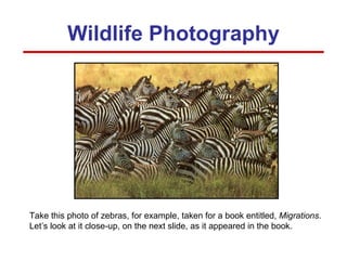 Wildlife Photography Take this photo of zebras, for example, taken for a book entitled,  Migrations . Let’s look at it close-up, on the next slide, as it appeared in the book. 