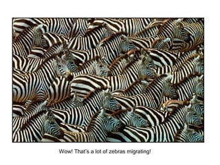 Wow! That’s a lot of zebras migrating! 