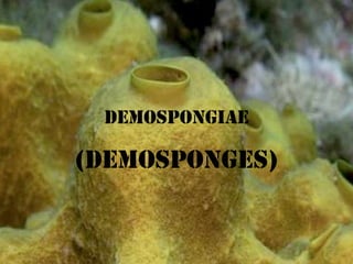 Demospongiae (Demosponges) 