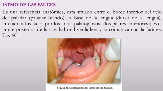qu-son-las-fauces-significado-caractersticas-funcin