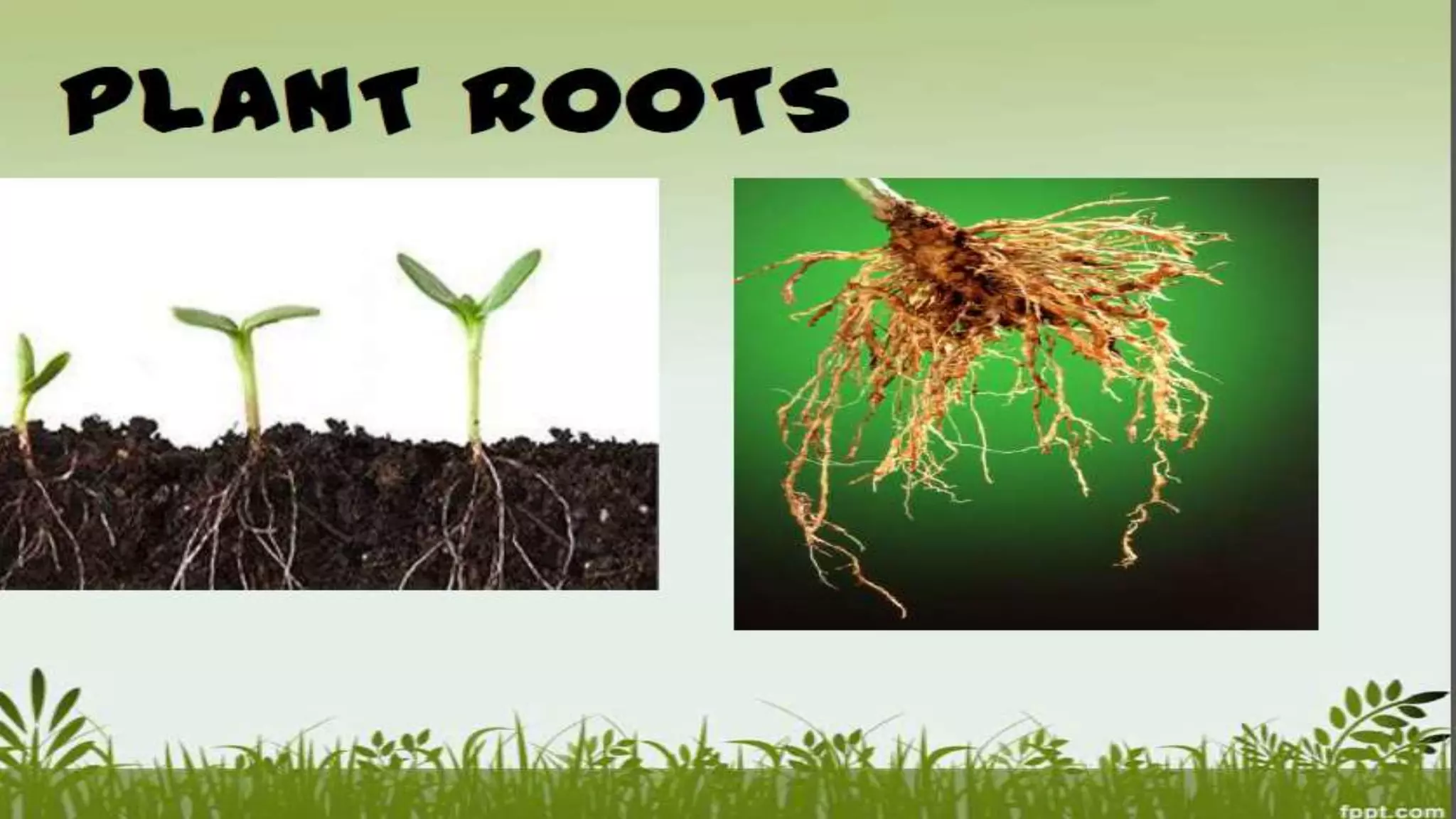 Parts of a Plants | PPT