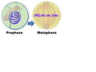 Prophase Metaphase
 