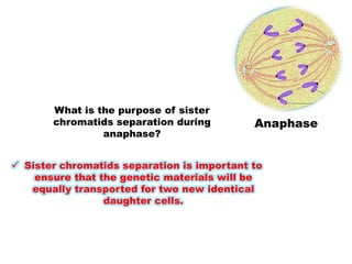 Anaphase
What is the purpose of sister
chromatids separation during
anaphase?
 Sister chromatids separation is important to
ensure that the genetic materials will be
equally transported for two new identical
daughter cells.
 
