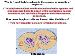 Telophase
Why is it said that, telophase is the reverse or opposite of
prophase?
 In telophase nuclear membrane and nucleolus appears and
chromosomes begin to uncoil while in prophase nuclear
membrane and nucleolus disappear and chromosomes
condensed.
How many daughter cells are formed after the Mitosis?
 Two new daughter cells are formed after Mitosis.
 