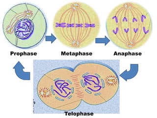 Prophase Metaphase Anaphase
Telophase
 