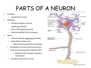 PARTS OF A NEURON
• Cell Body
– Contains the nucleus
• Dendrites
– Receptive regions; transmit
impulse to cell body
– Short, often highly branched
– May be modified to form receptors
• Axons
– Transmit impulses away from cell body
– Axon hillock; trigger zone
• Where action potentials first develop
– Presynaptic terminals (terminal boutons)
• Contain neurotransmitter substance (NT)
• Release of NT stimulates impulse in
next neuron
– Bundles of axons form nerves
 