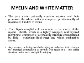 MYELIN AND WHITE MATTER
• The gray matter primarily contains neurons and their
processes, the white matter is composed predominantly of
myelinated bundles of axons
• The oligodendroglial cell membrane is the source of the
myelin sheath, which is a tightly wrapped, multilayered
membrane composed of a repeating structure characterized
by lipid- cytoplasm-lipid-water and which ensheathes
axons.
• Any process, including metabolic injury or ischemia, that changes
the chemical composition of myelin will result in a less stable
structure that is more susceptible to injury .
 