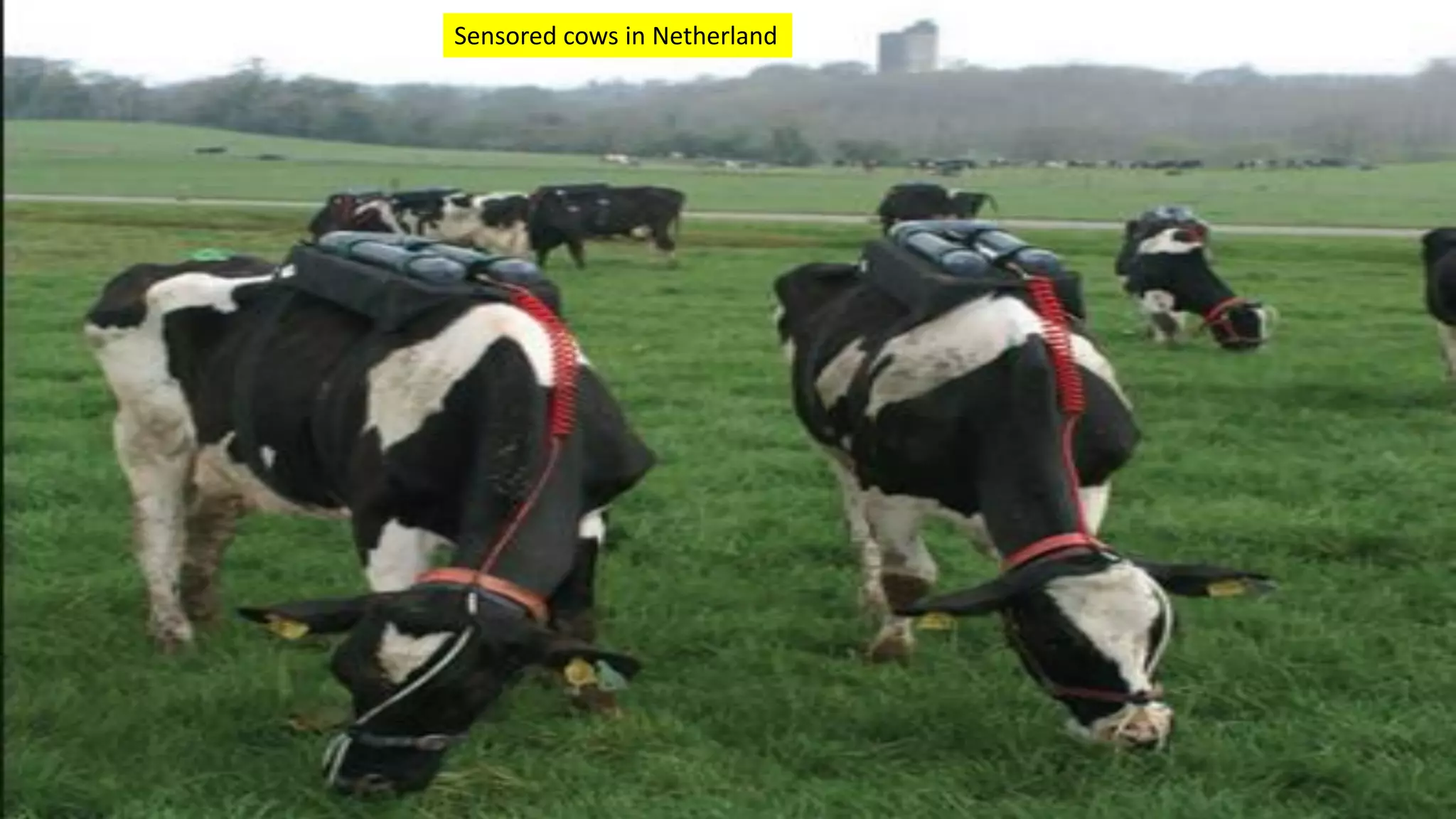Sensored cows in Netherland
 