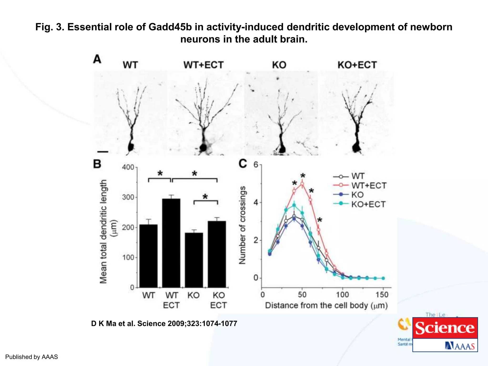 Fig. 3. Essential role of Gadd45b in activity-induced dendritic development of newborn
neurons in the adult brain.
D K Ma et al. Science 2009;323:1074-1077
Published by AAAS
 