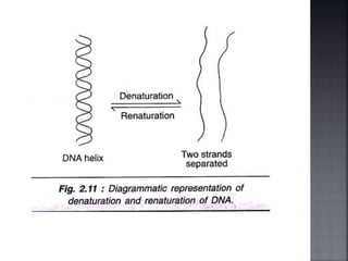 Denaturation and renaturation of dna | PPTX