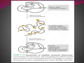 Denaturation of protein | PPTX