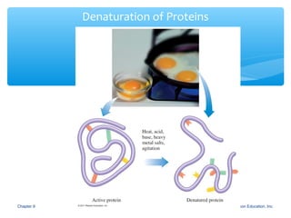 Denaturation Simple Denaturation of proteins | PPT