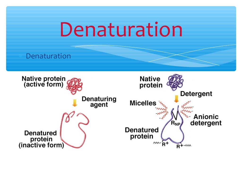 Denaturation of proteins