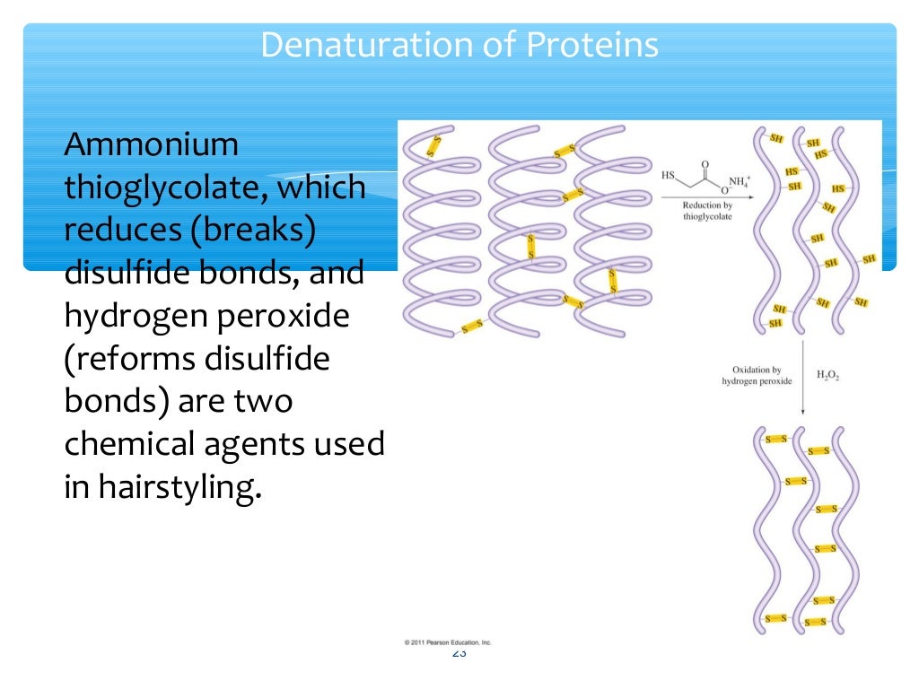 Denaturation of proteins