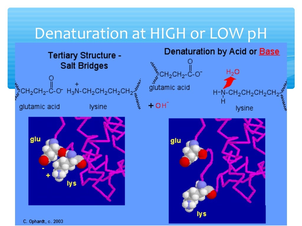 Denaturation of proteins