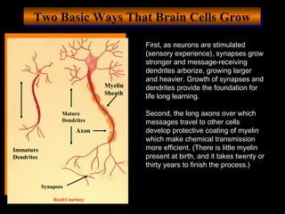 Two Basic Ways That Brain Cells GrowTwo Basic Ways That Brain Cells Grow
First, as neurons are stimulated
(sensory experie...