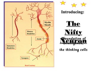 Introducing:Introducing:
The
Nifty
NeuronFoundation of
Intelligence,
the thinking cells
Immature
Dendrites
Mature
Dendrites
Synapses
Myelin
Sheath
Axon
Reed Courtney
 