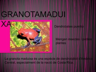 GRANOTAMADUI
XA                              Dendrobates pumilio


                                 Mengen insectes i petites
                                 plantes



La granota maduixa és una espècie de dendrobàtid d'Amèrica
Central, especialment de la nació de Costa Rica.
 