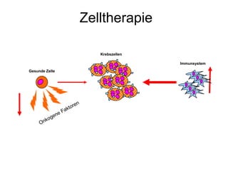 Zelltherapie
Gesunde Zelle
Krebszellen
Immunsystem
 