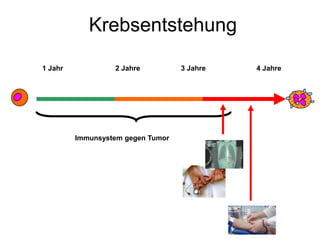 Krebsentstehung
1 Jahr 2 Jahre 3 Jahre 4 Jahre
Immunsystem gegen Tumor
 