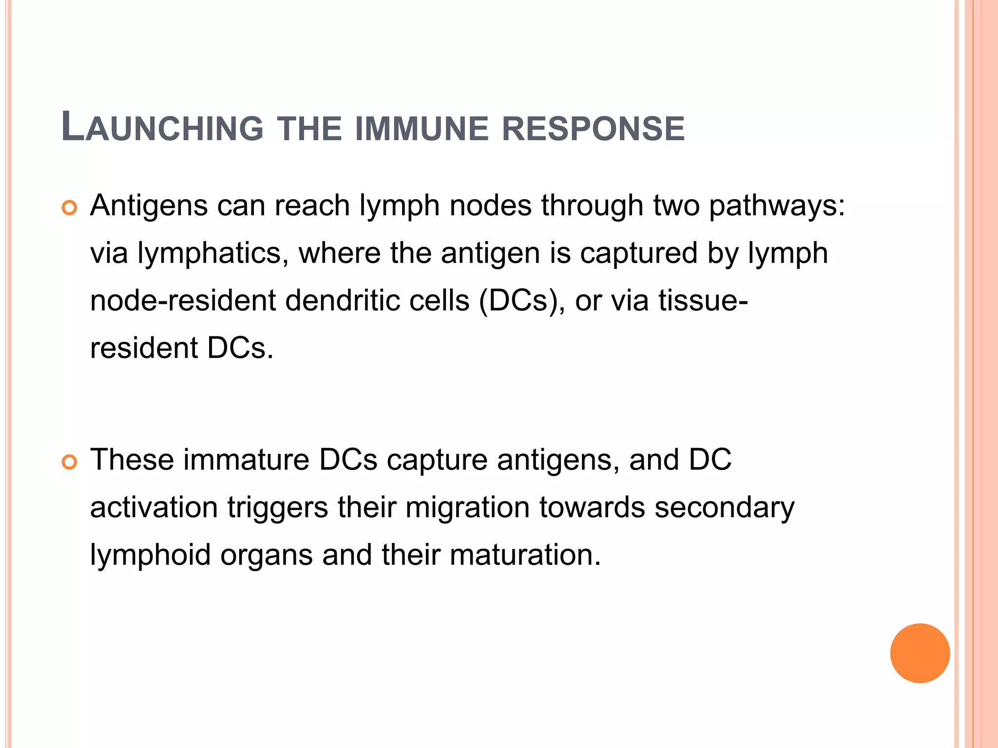 LAUNCHING THE IMMUNE RESPONSE
 Antigens can reach lymph nodes through two pathways:
via lymphatics, where the antigen is captured by lymph
node-resident dendritic cells (DCs), or via tissue-
resident DCs.
 These immature DCs capture antigens, and DC
activation triggers their migration towards secondary
lymphoid organs and their maturation.
 