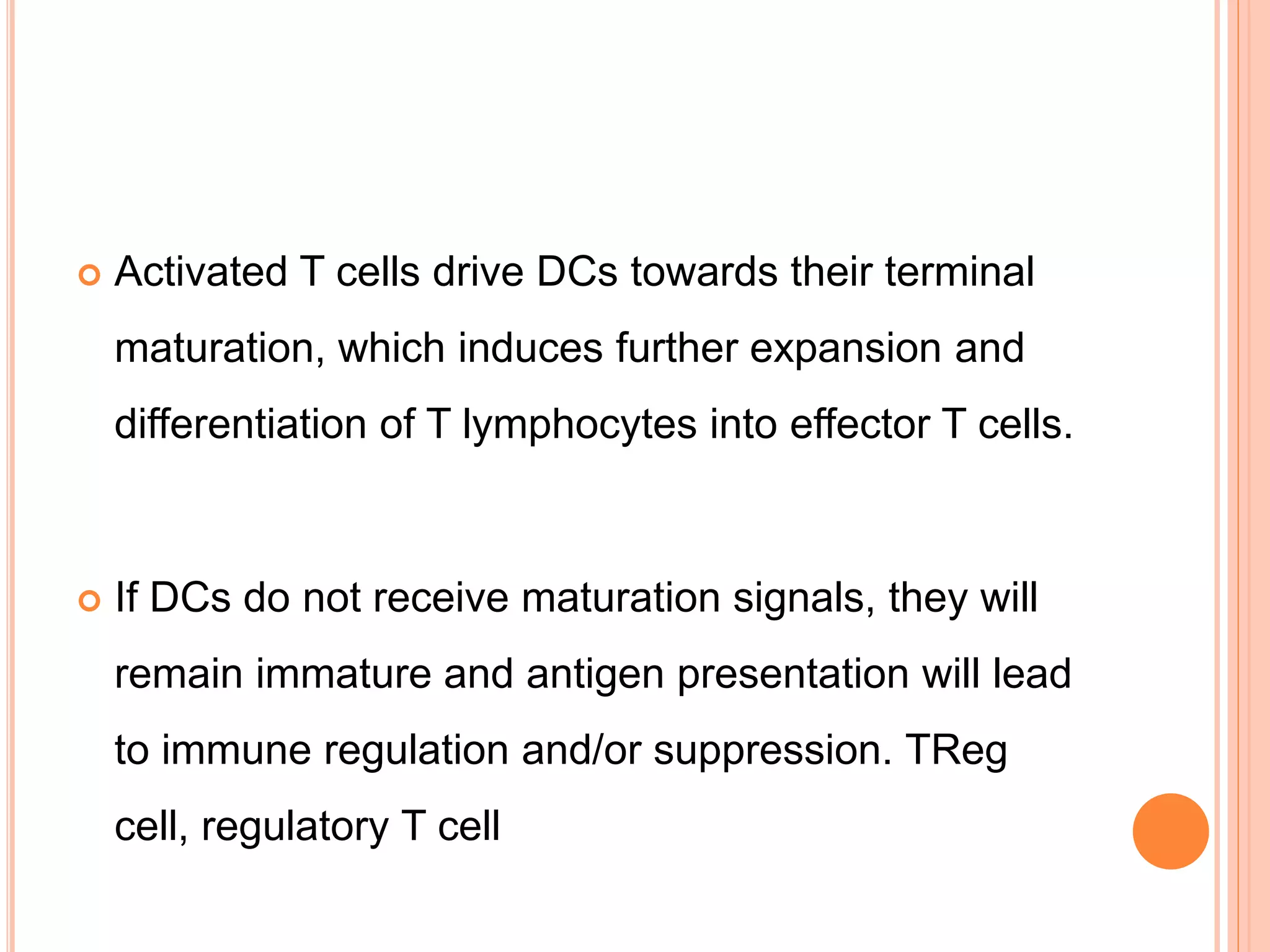  Activated T cells drive DCs towards their terminal
maturation, which induces further expansion and
differentiation of T lymphocytes into effector T cells.
 If DCs do not receive maturation signals, they will
remain immature and antigen presentation will lead
to immune regulation and/or suppression. TReg
cell, regulatory T cell
 