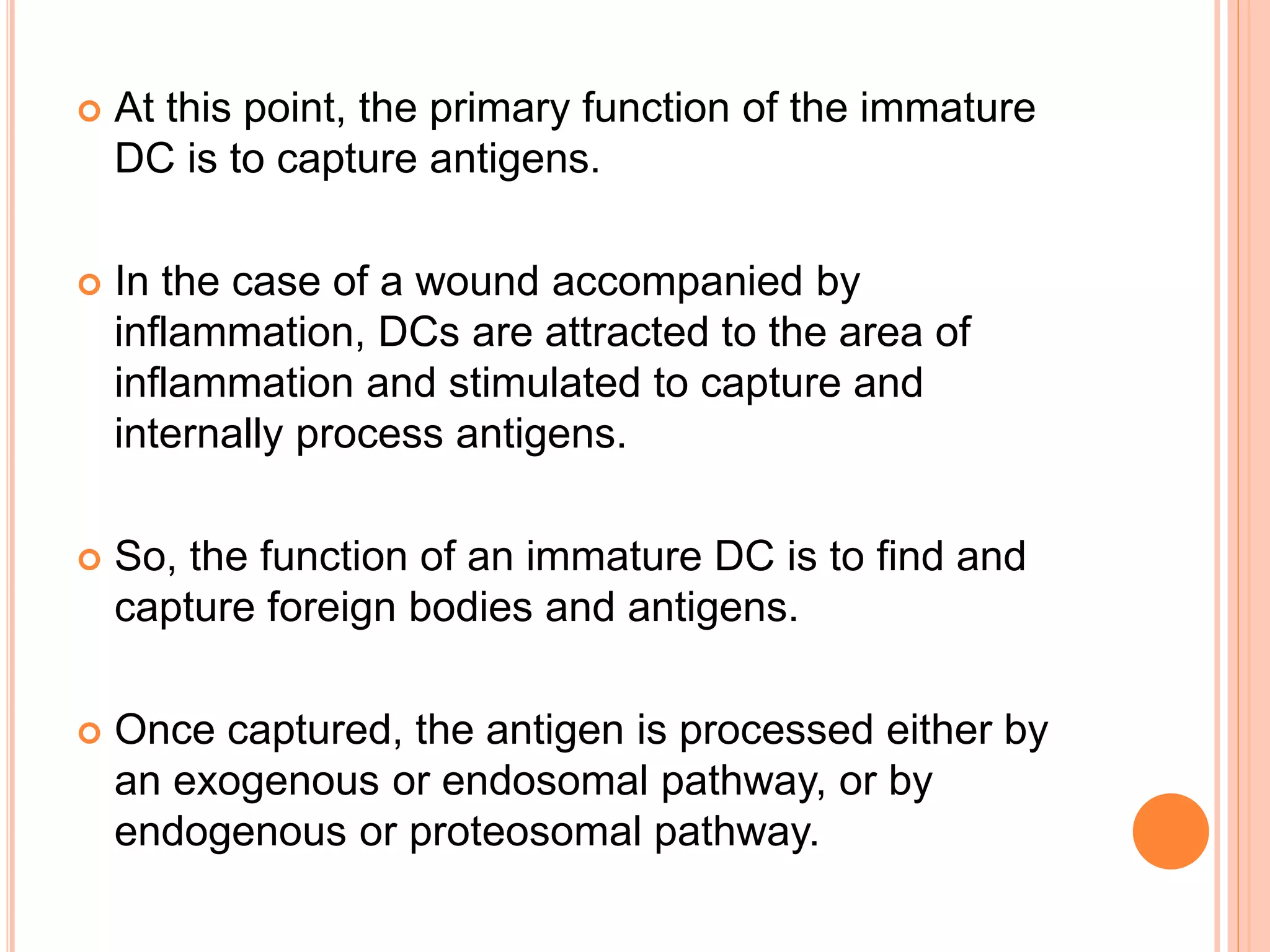  At this point, the primary function of the immature
DC is to capture antigens.
 In the case of a wound accompanied by
inflammation, DCs are attracted to the area of
inflammation and stimulated to capture and
internally process antigens.
 So, the function of an immature DC is to find and
capture foreign bodies and antigens.
 Once captured, the antigen is processed either by
an exogenous or endosomal pathway, or by
endogenous or proteosomal pathway.
 