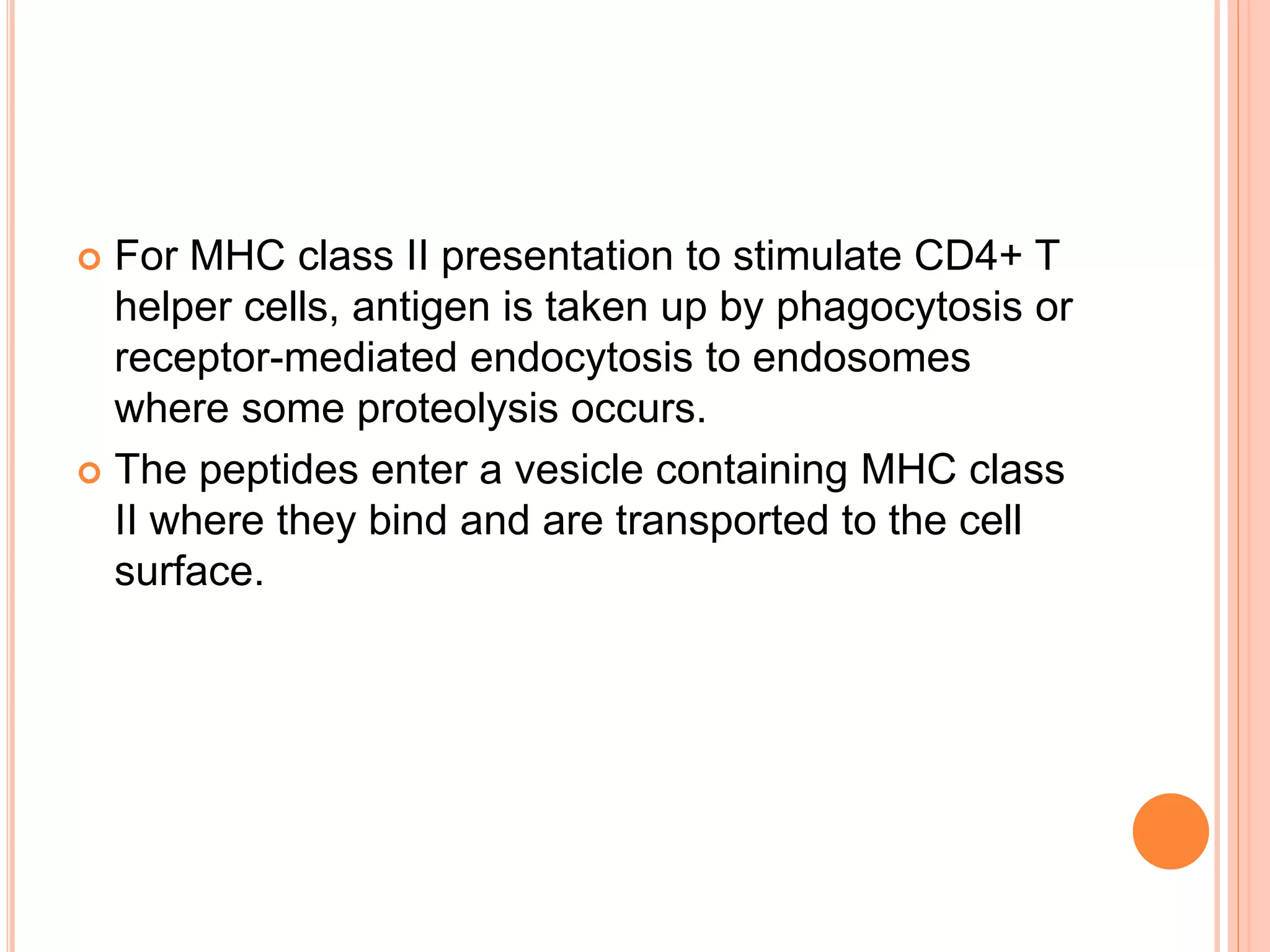  For MHC class II presentation to stimulate CD4+ T
helper cells, antigen is taken up by phagocytosis or
receptor-mediated endocytosis to endosomes
where some proteolysis occurs.
 The peptides enter a vesicle containing MHC class
II where they bind and are transported to the cell
surface.
 