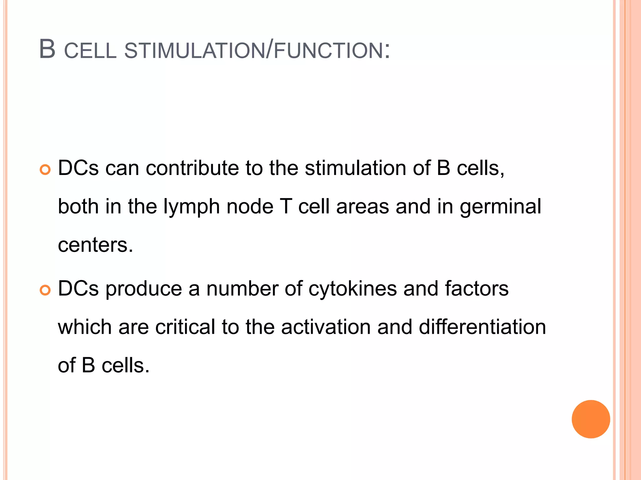 B CELL STIMULATION/FUNCTION:
 DCs can contribute to the stimulation of B cells,
both in the lymph node T cell areas and in germinal
centers.
 DCs produce a number of cytokines and factors
which are critical to the activation and differentiation
of B cells.
 