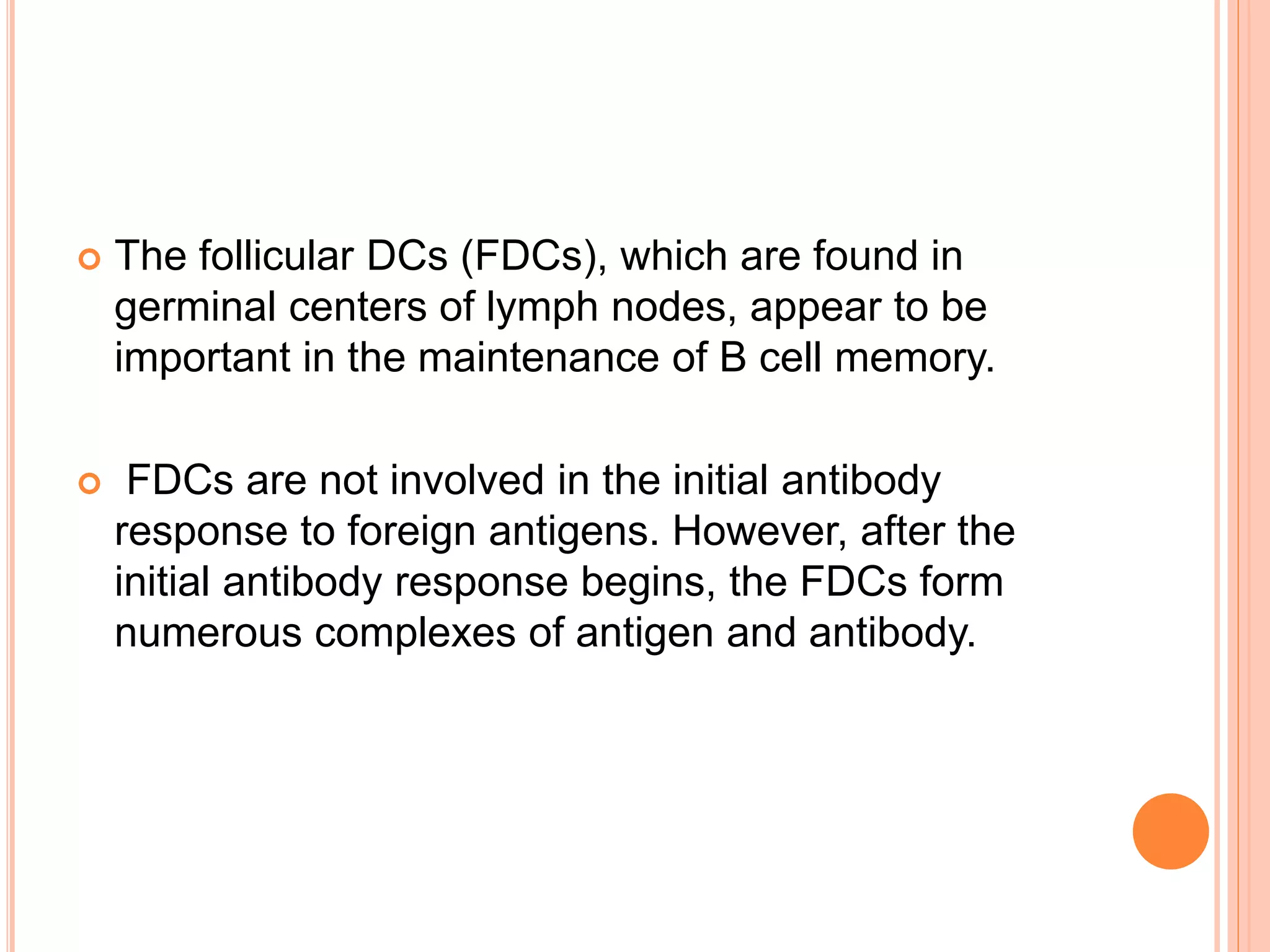  The follicular DCs (FDCs), which are found in
germinal centers of lymph nodes, appear to be
important in the maintenance of B cell memory.
 FDCs are not involved in the initial antibody
response to foreign antigens. However, after the
initial antibody response begins, the FDCs form
numerous complexes of antigen and antibody.
 