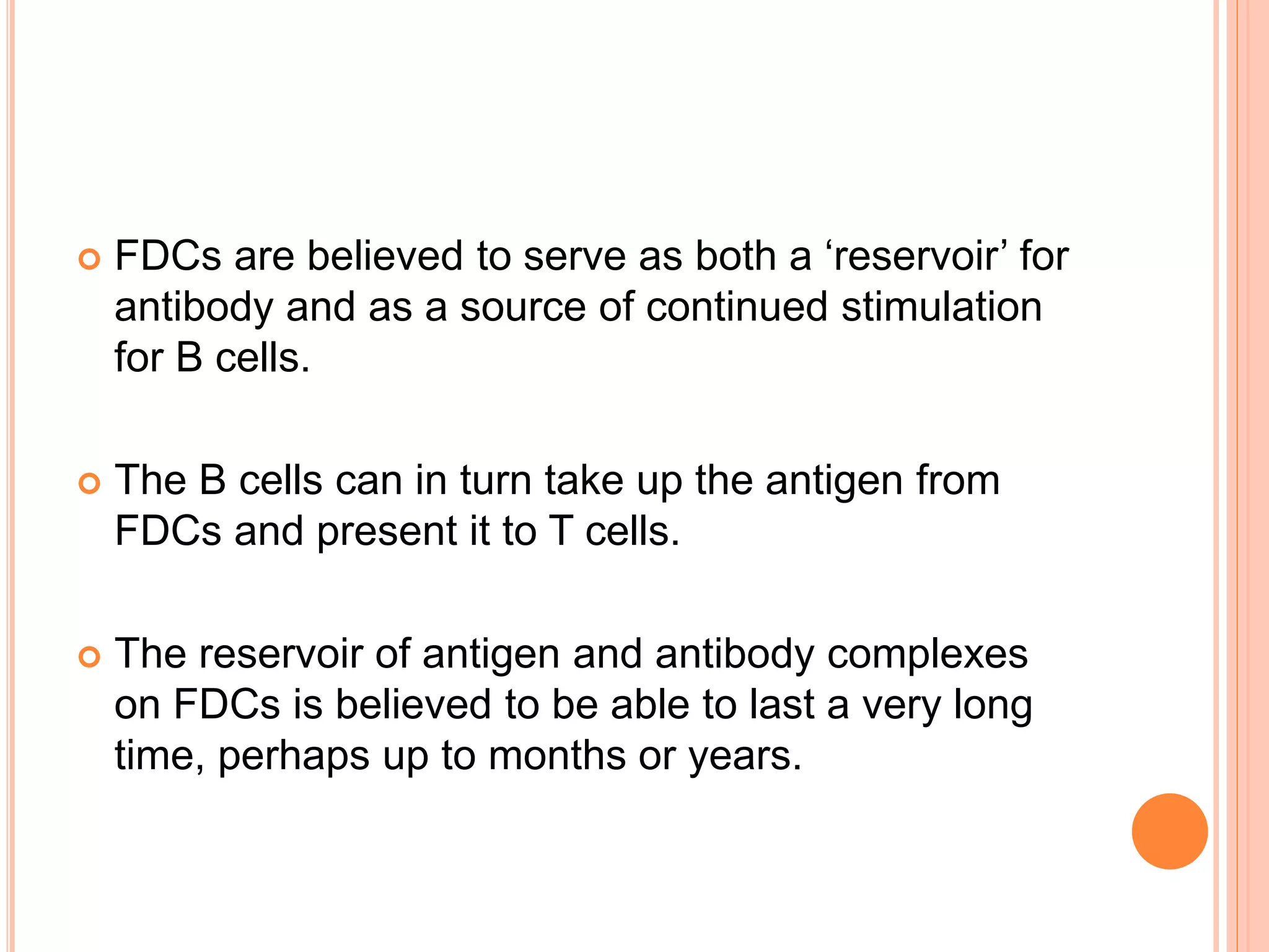  FDCs are believed to serve as both a ‘reservoir’ for
antibody and as a source of continued stimulation
for B cells.
 The B cells can in turn take up the antigen from
FDCs and present it to T cells.
 The reservoir of antigen and antibody complexes
on FDCs is believed to be able to last a very long
time, perhaps up to months or years.
 