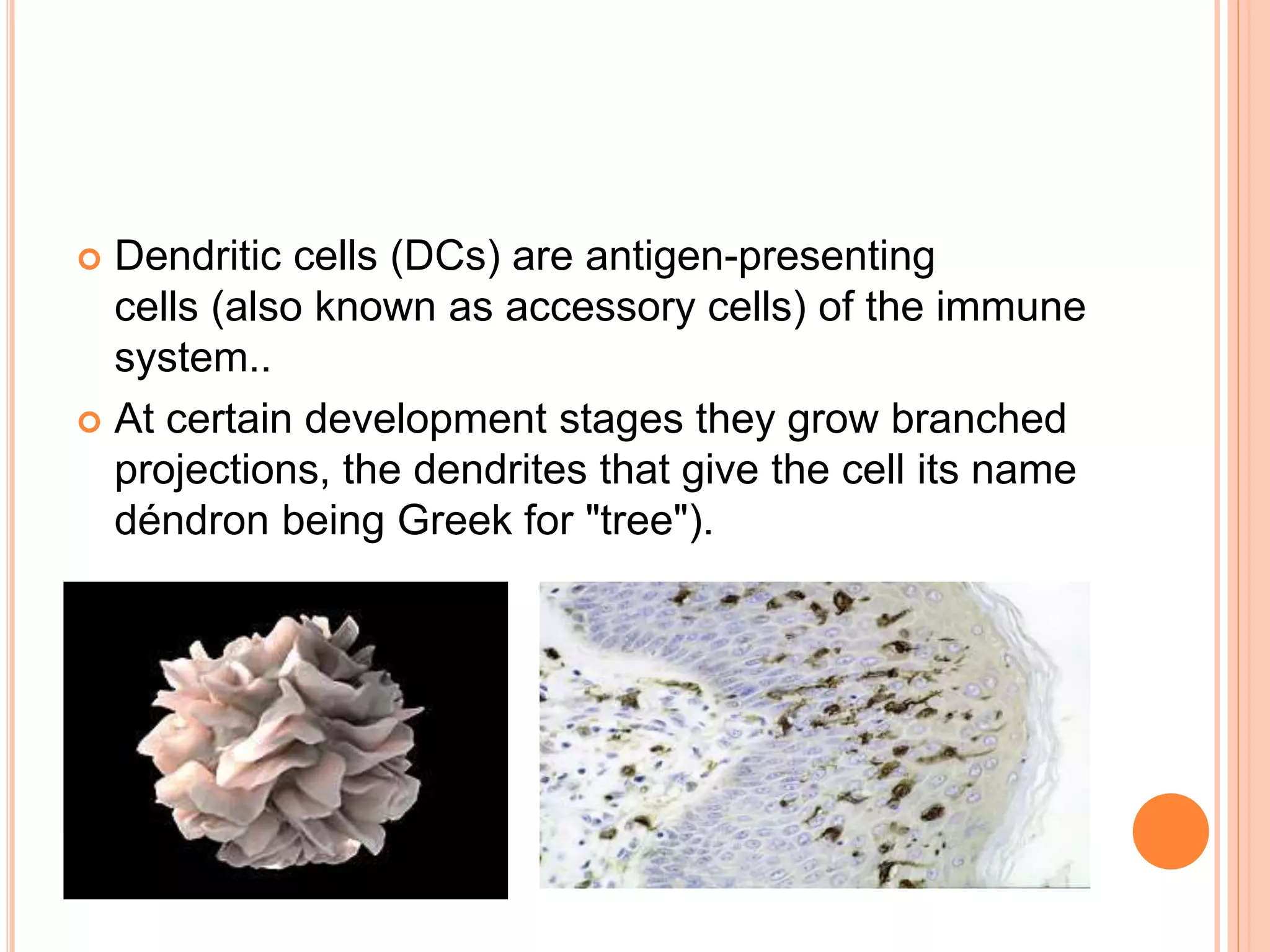  Dendritic cells (DCs) are antigen-presenting
cells (also known as accessory cells) of the immune
system..
 At certain development stages they grow branched
projections, the dendrites that give the cell its name
déndron being Greek for "tree").
 