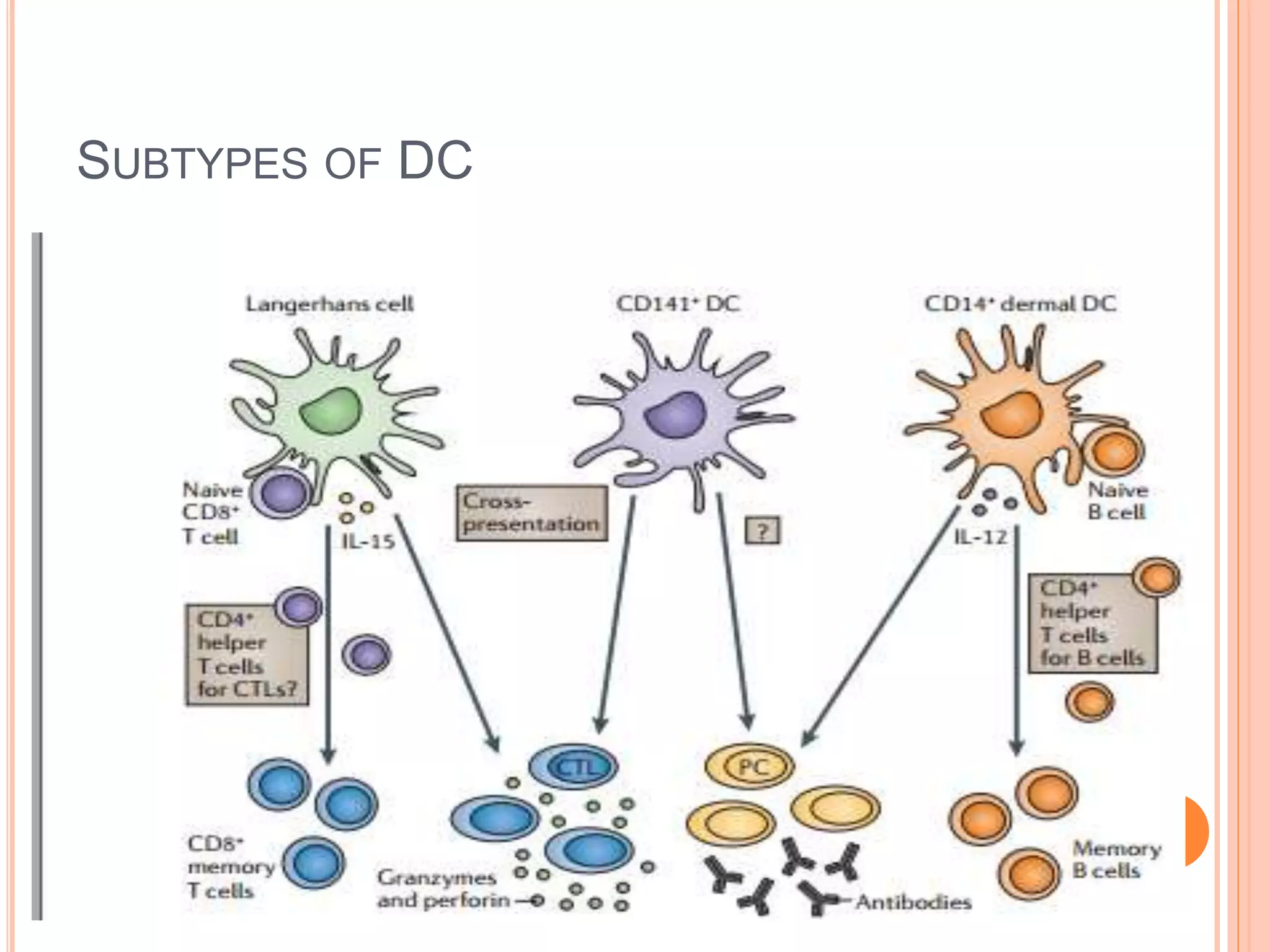 SUBTYPES OF DC
 