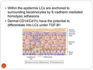  Within the epidermis LCs are anchored to
surrounding keratinocytes by E-cadherin mediated
homotypic adhesions
 Dermal CD14/Cd11c have the potential to
differentiate into LCs under TGF-B1
10
 