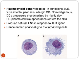  Plasmacytoid dendritic cells- In conditions SLE,
virus infectn, psoriasis, allergic CD. Non-indigenous
DCs precursors characterized by highly dev
ER(plasma cell like appearance) enters the skin
 Produce natural IFNs in respone to TLR ligand
 Hence named principal type IFN producing cells
11
 
