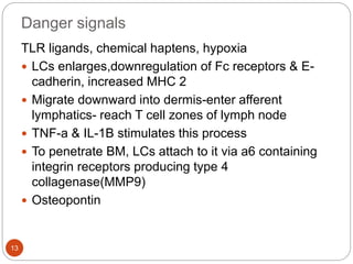 Danger signals
TLR ligands, chemical haptens, hypoxia
 LCs enlarges,downregulation of Fc receptors & E-
cadherin, increased MHC 2
 Migrate downward into dermis-enter afferent
lymphatics- reach T cell zones of lymph node
 TNF-a & IL-1B stimulates this process
 To penetrate BM, LCs attach to it via a6 containing
integrin receptors producing type 4
collagenase(MMP9)
 Osteopontin
13
 